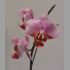 Phalaenopsis_LCCx
